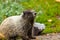 fluffy marmot on a small dirt patch