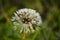 Fluffy mature dandelion, wet after rain.