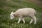 Fluffy merino lamb peacefully grazing on serene rural meadow