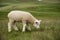 Fluffy merino lamb peacefully grazing on serene rural meadow