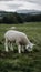Fluffy merino lamb peacefully grazing on serene rural meadow