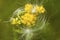 Fluffy milkweed seeds on a goldenrod flower in New Hampshire