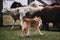 A fluffy miniature Scottish shepherd with a gorgeous mane. Sheltie is tending sheep in a paddock on a farm. Testing the shepherd