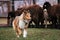 A fluffy miniature Scottish shepherd with a gorgeous mane. Sheltie is tending sheep in a paddock on a farm. Testing the shepherd