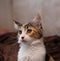 fluffy multicolored cat Maine Coon looks at the head of an affectionate pet