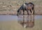 Fluffy Mustang horse drinking from pond water in McCullough Peaks Area in Cody, Wyoming