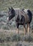 Fluffy Mustang horse standing on grass farm in McCullough Peaks Area in Cody, Wyoming