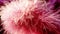 Fluffy natural beautiful pink boa