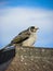 Fluffy Noisy Miner sits low on a tombstone