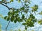 Fluffy oak Quercus pubescens reaches a height of 18 meters. Grows in the forests of the lower belt on the southern slopes