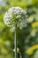 Fluffy onion inflorescence