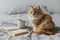 Fluffy orange cat with blue eyes next to white mug and book on bed, cozy vibes