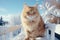 A fluffy orange cat gazes intently, surrounded by a snowy landscape.
