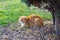 Fluffy orange cat sleeping under a tree on the grass.