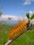 Fluffy orange caterpillar