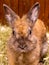 Fluffy orange rabbit. Growing and selling rabbits_
