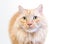 A fluffy orange tabby domestic longhair cat