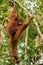 Fluffy orangutan hanging among the leaves and thinks on a tree (
