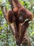 Fluffy orangutan looking away and holding on to a thin tree (Kumai, Indonesia)