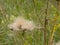 Fluffy overblown flower of a thistle