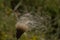 Fluffy overblown thistle fllower, selective focus