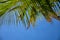 Fluffy palm leaf on blue sky background. Peaceful tropical island abstract photo. Sunny day in exotic place