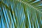 Fluffy palm leaf on blue sky background. Tropical island nature minimal photo. Sunny day in exotic place