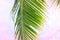Fluffy palm leaf on pastel pink sky background. Tropical nature artistic toned photo. Vivid coco palm leaf