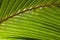 Fluffy palm leaf photo background. Green palm leaf in sunlight.