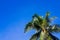 Fluffy palm tree on blue sky background. Idyllic paradise landscape. Coco palm tree banner template with text place