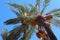 Fluffy Palm Tree with Orange Berries