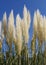 fluffy pampas grass against the blue sky in the town Limone sul Garda on lake Garda, Italy