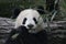 Fluffy Panda Cub in Chengdu Panda Base, China