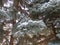 Fluffy paws of a blue spruce covered with snow