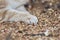 Fluffy paws on natural background, cat lying and resting on the ground with sawdust, ginger cat walking outdoors