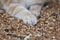 Fluffy paws on natural background, cat lying and resting on the ground with sawdust, ginger cat walking outdoors