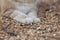 Fluffy paws on natural background, cat lying and resting on the ground with sawdust, ginger cat walking outdoors