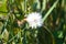 Fluffy perennial sowthistle seeds closeup view with selective focus on foreground