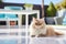 fluffy Persian cat lounges on the veranda of a sunlit summer villa