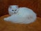 Fluffy Persian white beutiful cat