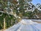 Fluffy pine branches under the snow on a path sunny evening in the snow in Mezaparks near Kisezers lake, Riga