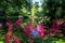 Fluffy pink astilbe flowers around the lake at the Leckford Estate, Longstock, Hampshire UK