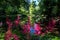 Fluffy pink astilbe flowers around the lake at the Leckford Estate, Longstock, Hampshire UK