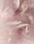 Fluffy pink feather background with corner