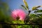 Fluffy pink flower of pink powder puff backlit on blue sky background