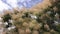 Fluffy pink top of blossom tree. Natural background, isolated on clear blue sky. Cotinus coggygria or other name is european smoke