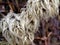 Fluffy Plant Seeds, Shrub, Bush with beautiful white feathery seed