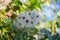 Fluffy plant seeds, shrub, bush with beautiful white feathery seed, nature outdoors