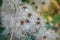 Fluffy plant seeds, shrub, bush with beautiful white feathery seed, nature outdoors