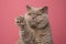 fluffy playful lilac british shorthair cat raising paw on pink background